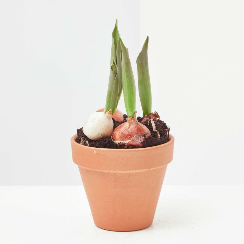 

Verdecora - TULIPAN - Maceta 13cm