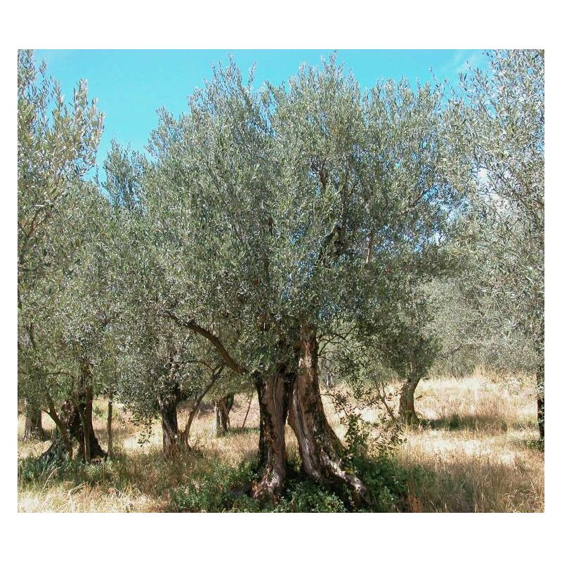 Vase olivier olea europaea 15CM
