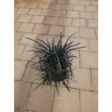 Ophiopogon Planiscapus Nigrescens v17