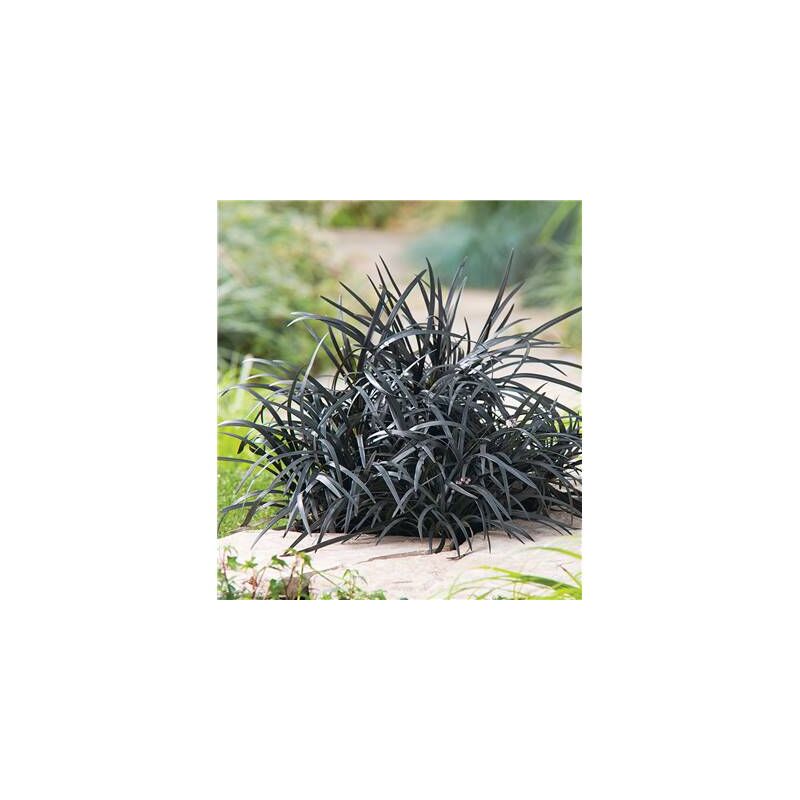 Ophiopogon Planiscarpus Nigrescens - 3 Godets