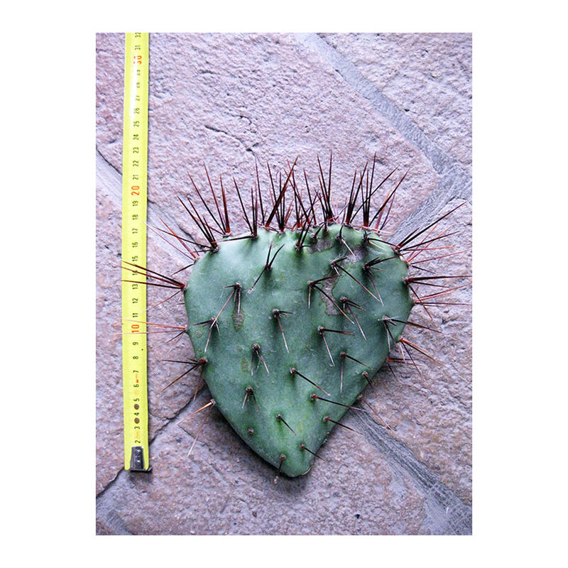 Mm_unverified_brand - Opuntia phaeacantha var. major (n.1 pala) 15-25 cm, cactus, pianta grassa winter hard, resistente fino a -20°C