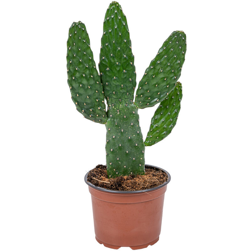 Bloomique - Opuntia 'Rubescens' - Road Kill Cactus chaque - Plante d'intérieur et pot de pépinière ⌀12 cm - ↕30 cm - Green