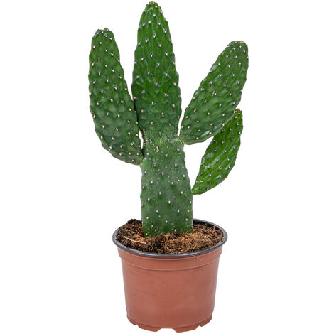 Opuntia 'Rubescens' - Road Kill Cactus chaque - Plante d'intérieur et pot de pépinière ⌀12 cm - ↕30 cm - Green