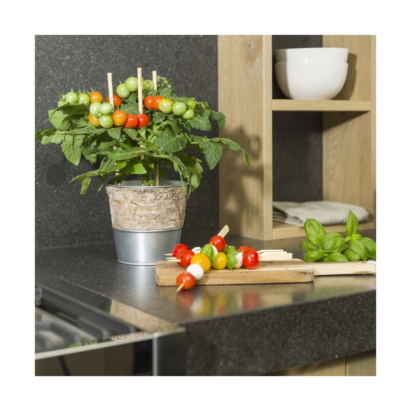 Orange Tomate cerise - tomate cerise - plante à nombreux fruits - pour balcon et jardin - pot 14cm - légumes à emporter