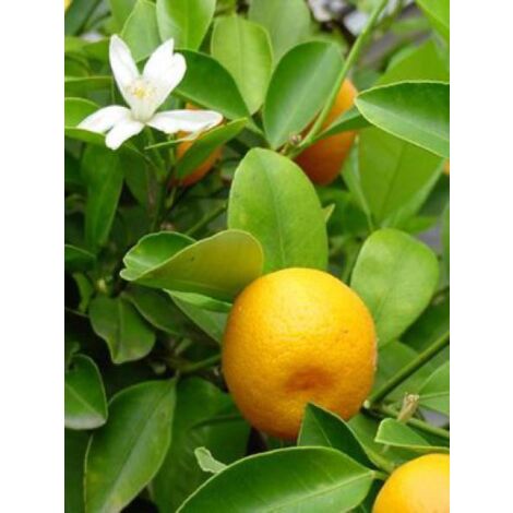 Oranger d'appartement, Calamondin Pot de 6L/7L, Tige