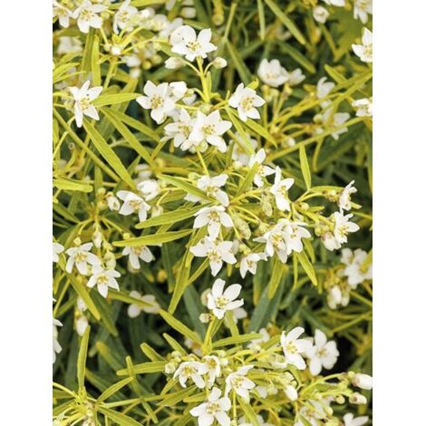 Oranger du Mexique 'Aztec Gold' Pot de 2L/3L