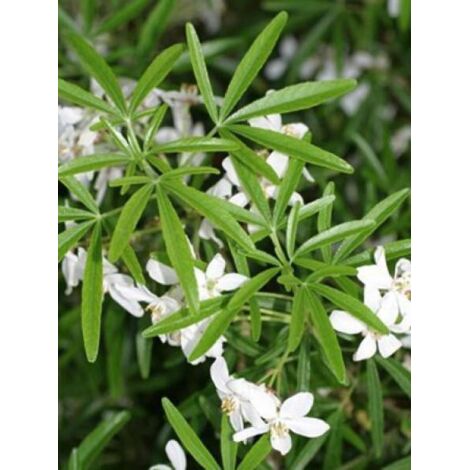 Oranger du Mexique 'Aztec Pearl' Pot de 2L/3L