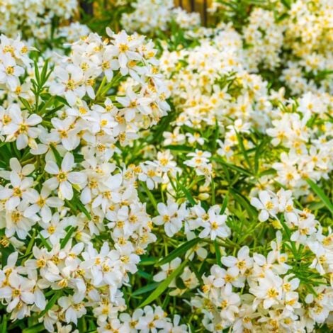 PÉPINIÈRES NAUDET Oranger du Mexique (Choisya ternata)