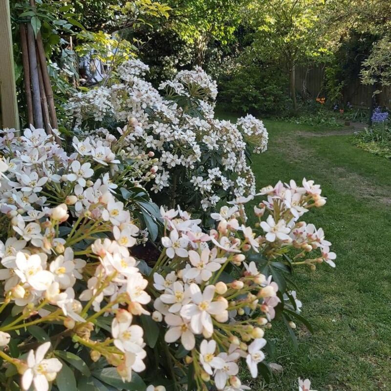 Oranger du Mexique Greenfingers® 'Lissfing'/Godet - Blanche