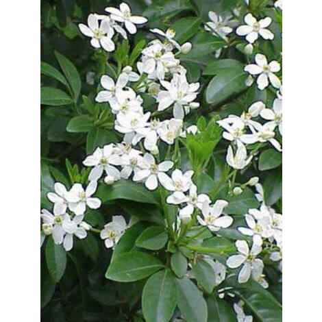 Oranger du Mexique Pot de 7,5L/10L