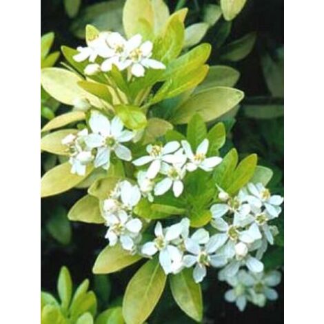 Oranger du Mexique 'Sundance' Pot de 2L/3L