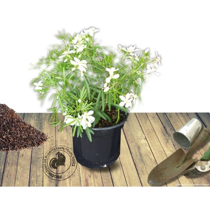 Oranger du Mexique ternata White Dazzler® 'londaz'/Pot de 7,5L - Blanche