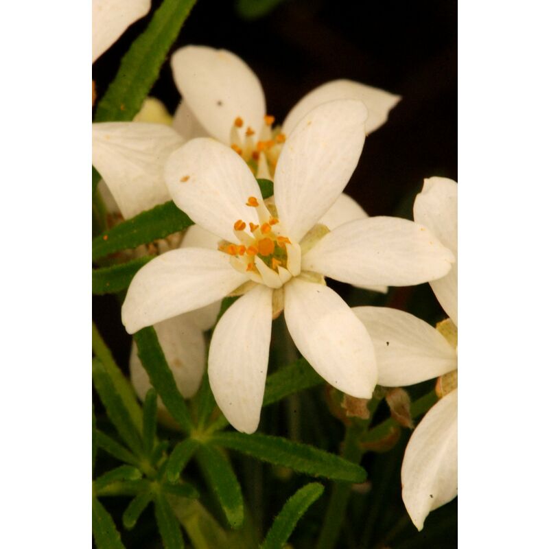 In My French Garden - Oranger du Mexique 'White Dazzler®' Taille du pot - 3L