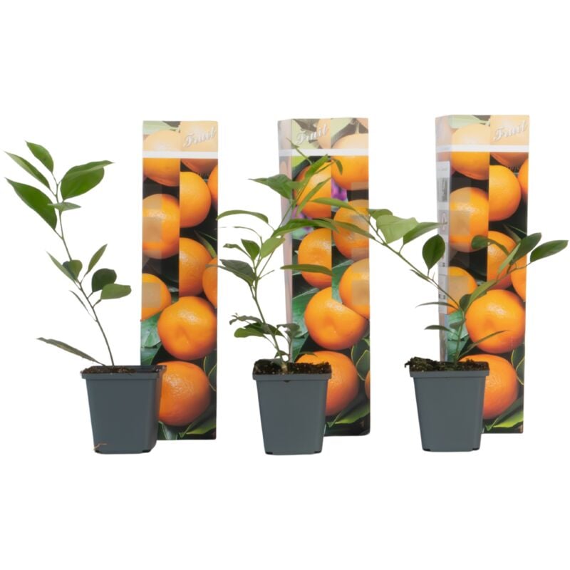 Plant In A Box - Oranger - Lot de 3 - Citrus mitis Calamondin - Hauteur 25-40cm - ⌀9cm