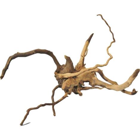 Orbit Finger-Wurzel Größe S 15-20 cm Wurzel/Gehölz