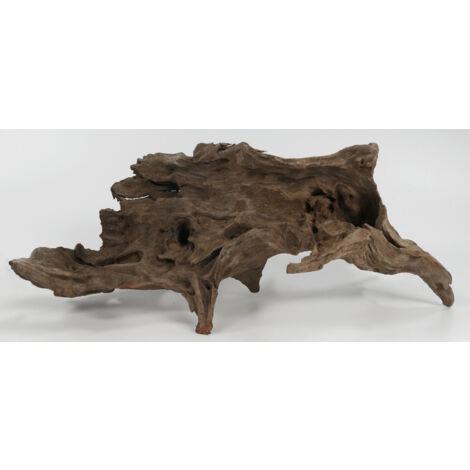Orbit Kapas-Wurzel Größe L 35-40 cm Wurzel