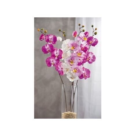 ORCHIDEA 5F 1B ASS4COL CM68