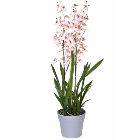 Orchidea vera