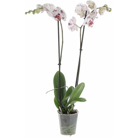 https://cdn.manomano.com/orchidea-phalaenopsis-bicolore-piante-da-interno-vere-fiorite-h-60-70-cm-vaso-12-cm-P-24166812-64109547_1.jpg