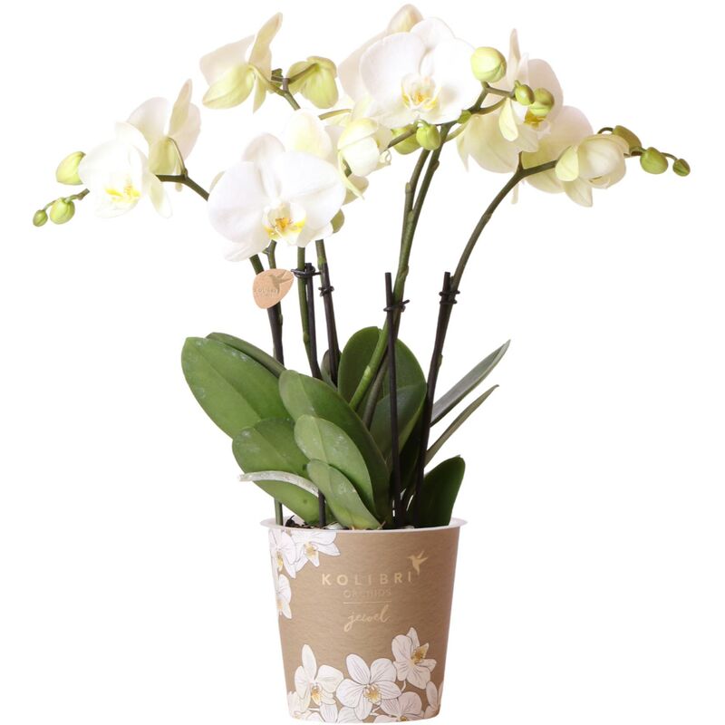 Orchidée Phalaenopsis Blanche - Jewel Ghent - Taille du pot 12cm - Frais du producteur