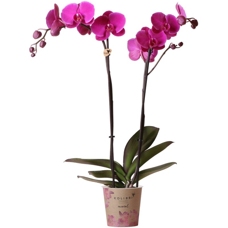Orchidée Phalaenopsis violette - Joyride violette minérale - Taille du pot 12 cm
