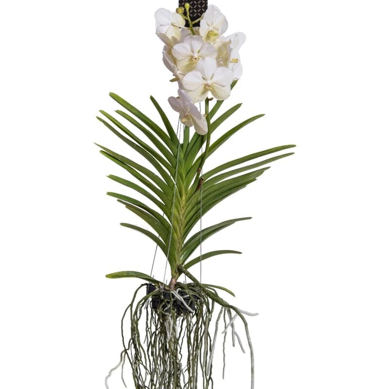 Plant In A Box - Orchidée - Vanda 'White' - Hauteur 55-65cm