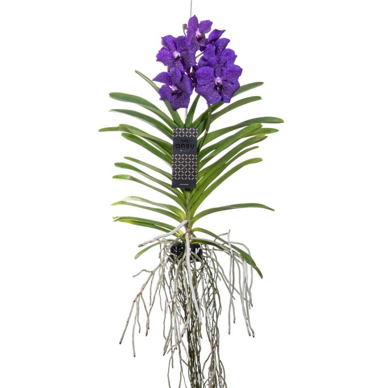 Plant In A Box - Orchidée Vanda - Bleu - l - Hauteur 60cm