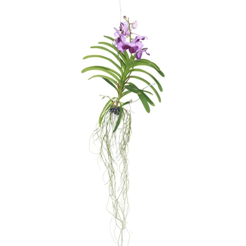 Plant In A Box - Orchidée - Vanda 'Lila' - Hauteur 55-65cm