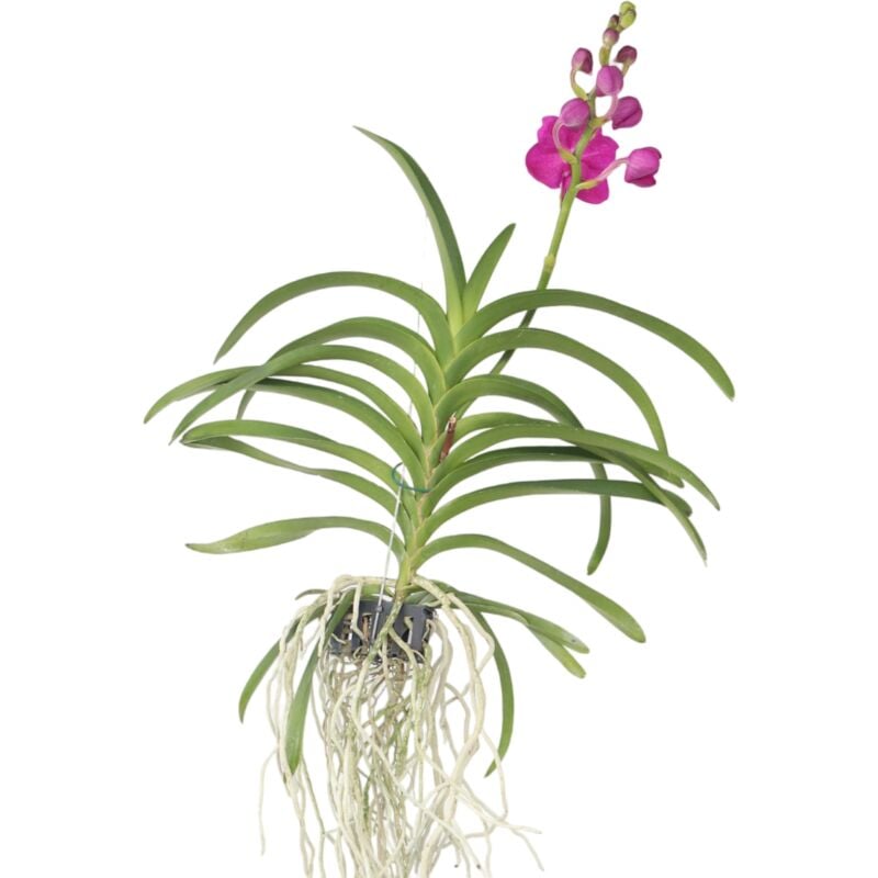 Plant In A Box - Orchidée - Vanda 'Pink' - Hauteur 55-65cm