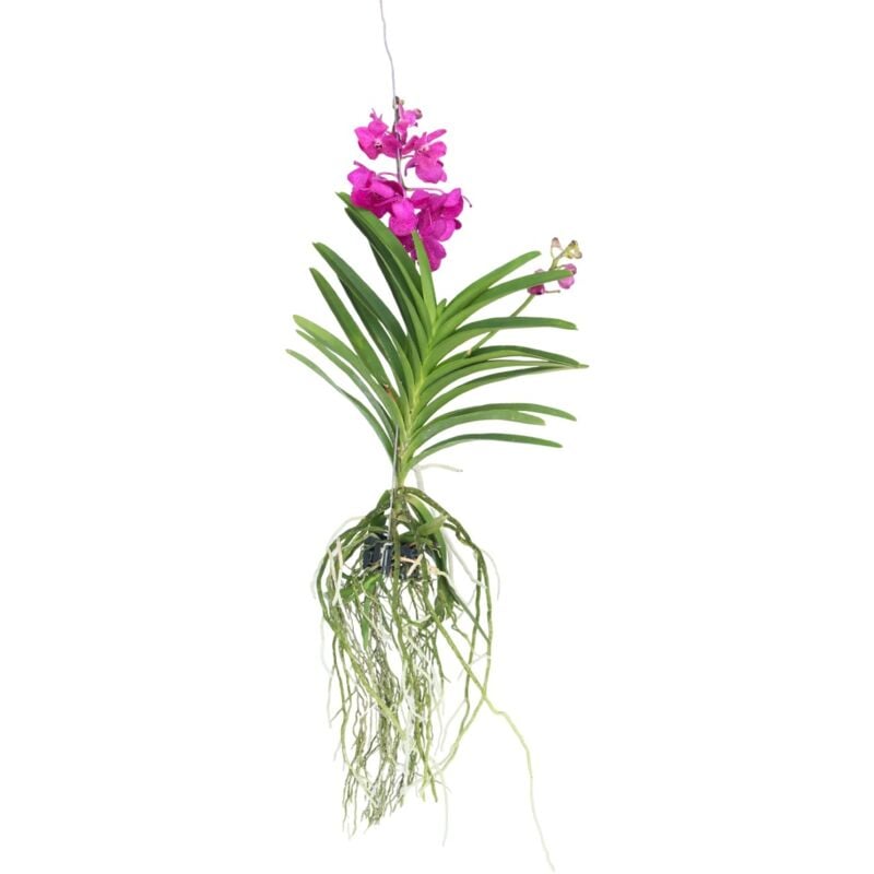 Plant In A Box - Orchidée - Vanda 'Tayanee Cerise' - Hauteur 55-65cm