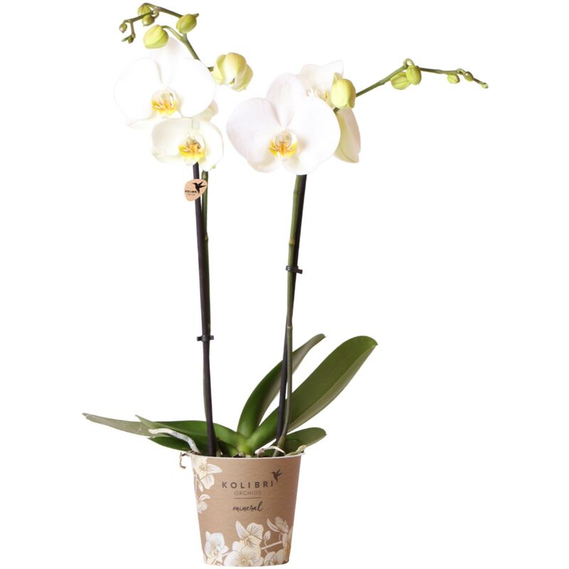Kolibri Orchids - Orchidées Colibri - Orchidée Phalaenopsis Blanche - Dame Blanche - taille du pot 12cm