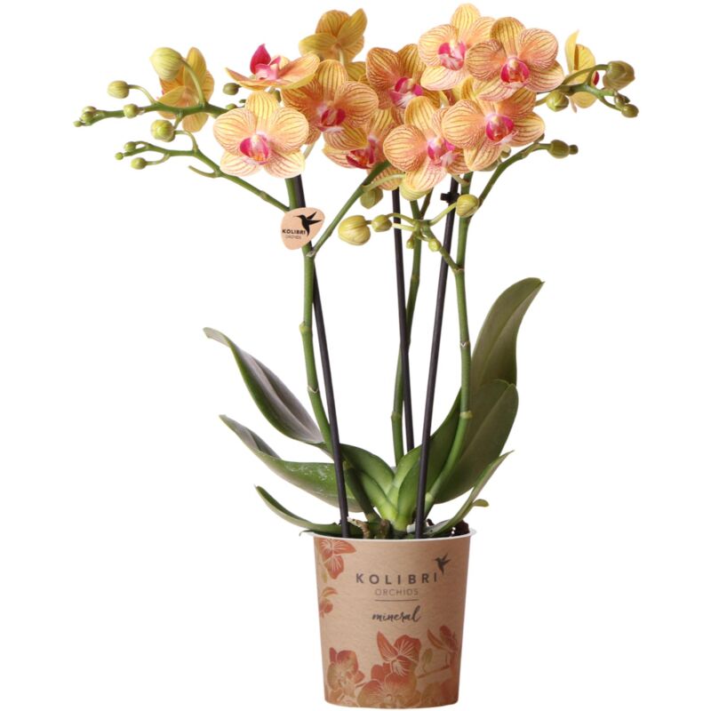 Orchidées Colibri Orchidée Phalaenopsis orange - 35 cm de haut - taille du pot 9 cm plante d'intérieur en fleurs - fraîche du producteur