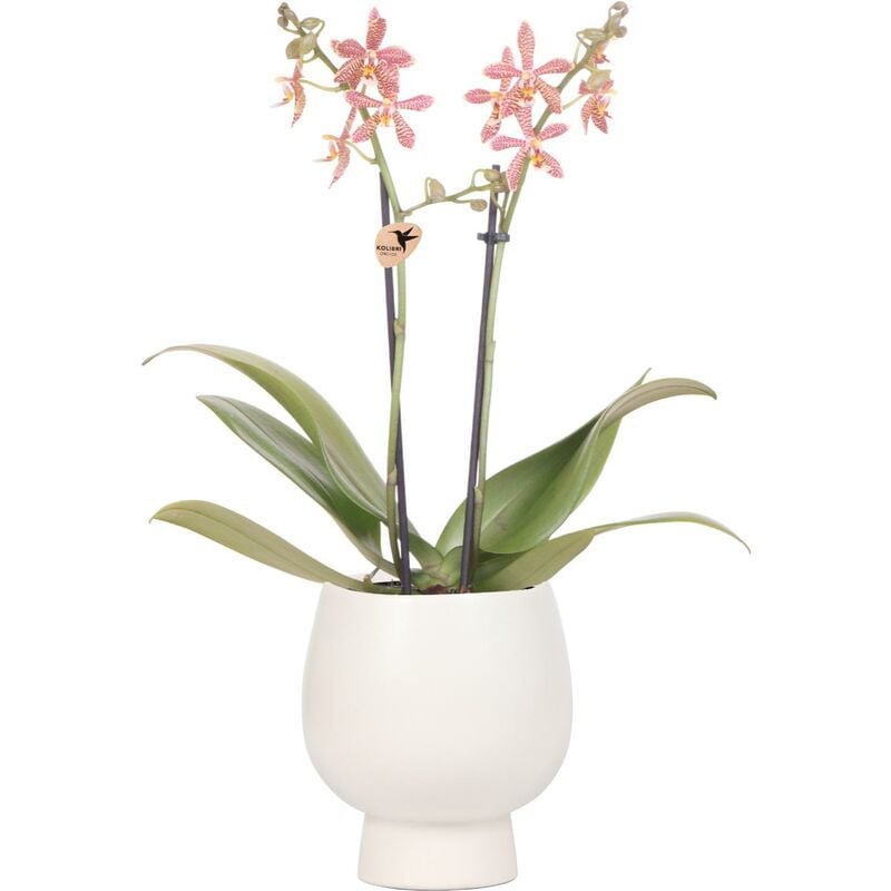 Kolibri Orchids - Orchidées Colibri - Orchidée Phalaenopsis orange - Araignée en blanc Scandic - taille du pot 9cm