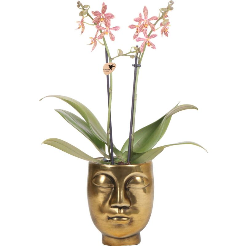 Orchidées Colibri - Orchidée Phalaenopsis orange - Araignée en Or Face-2-Face - pot 9cm