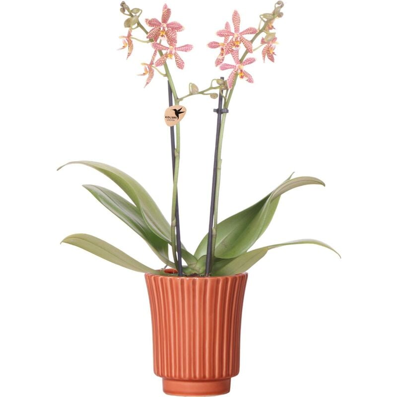 Orchidées Colibri - Orchidée Phalaenopsis Orange - Araignée en Terre Cuite Rétro - Taille du pot 9cm
