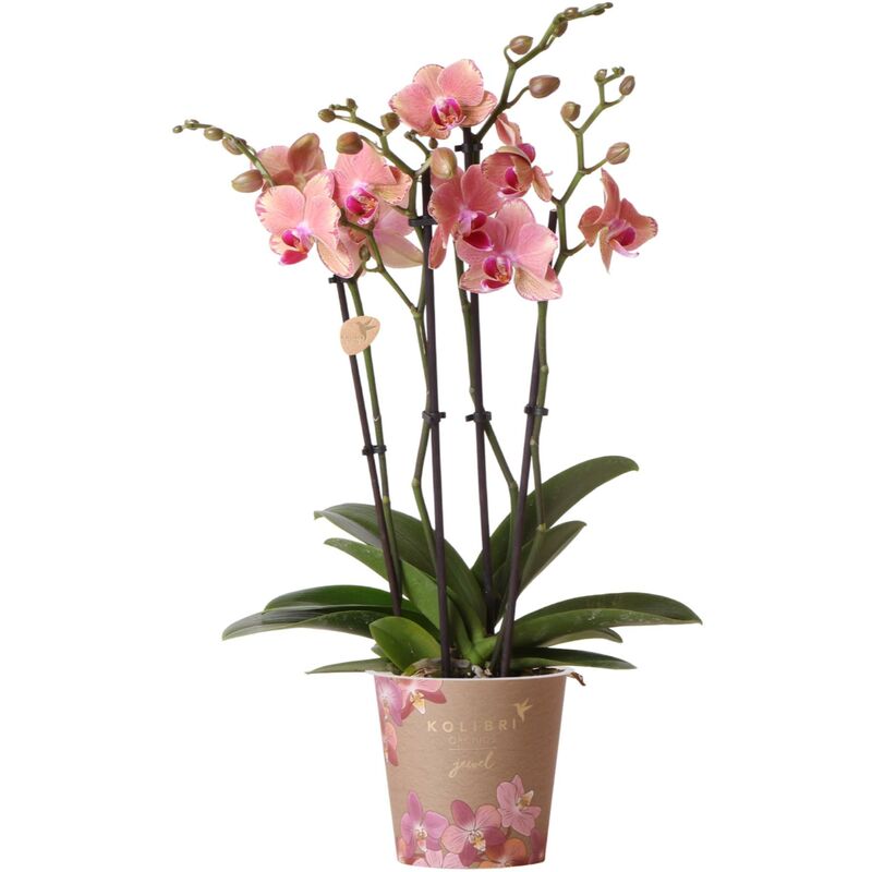 Orchidées Colibri - Orchidée Phalaenopsis Orange-Rosa - Jewel Pirate Picotee - taille du pot 12cm