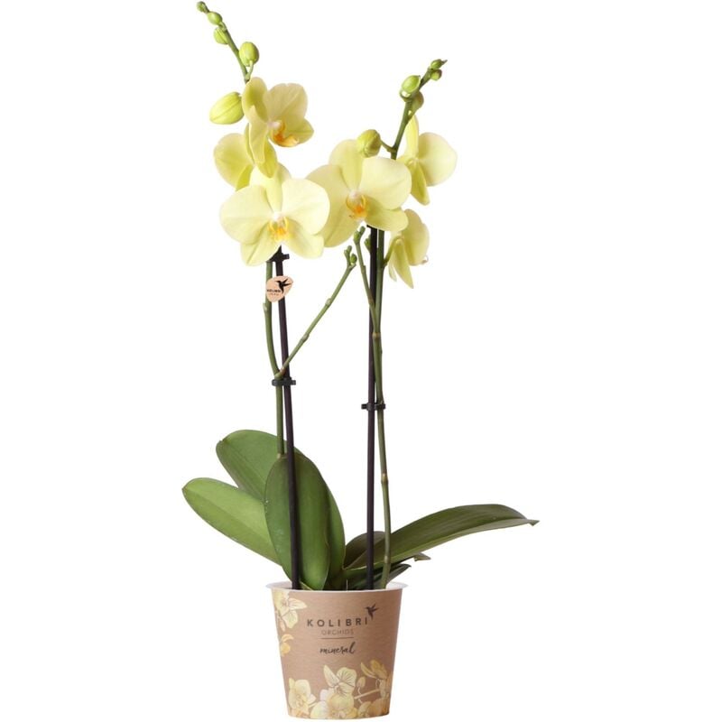Orchidées colibris - Orchidée Phalaenopsis jaune - Voltera - taille du pot 12cm