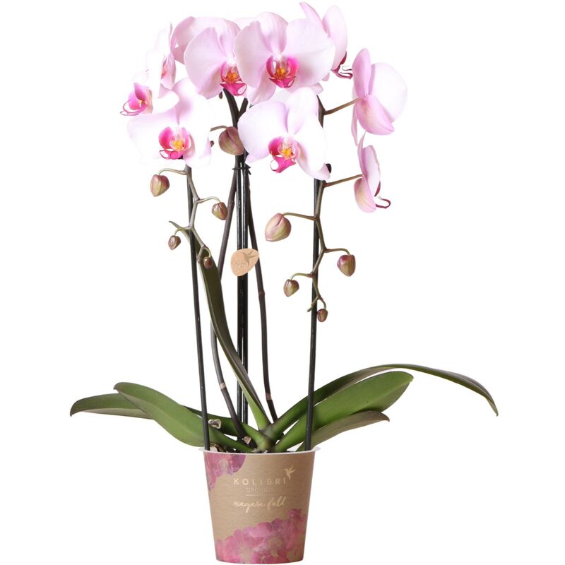 Orchidées colibris - Orchidée Phalaenopsis rose - Chute du Niagara - taille du pot 12cm