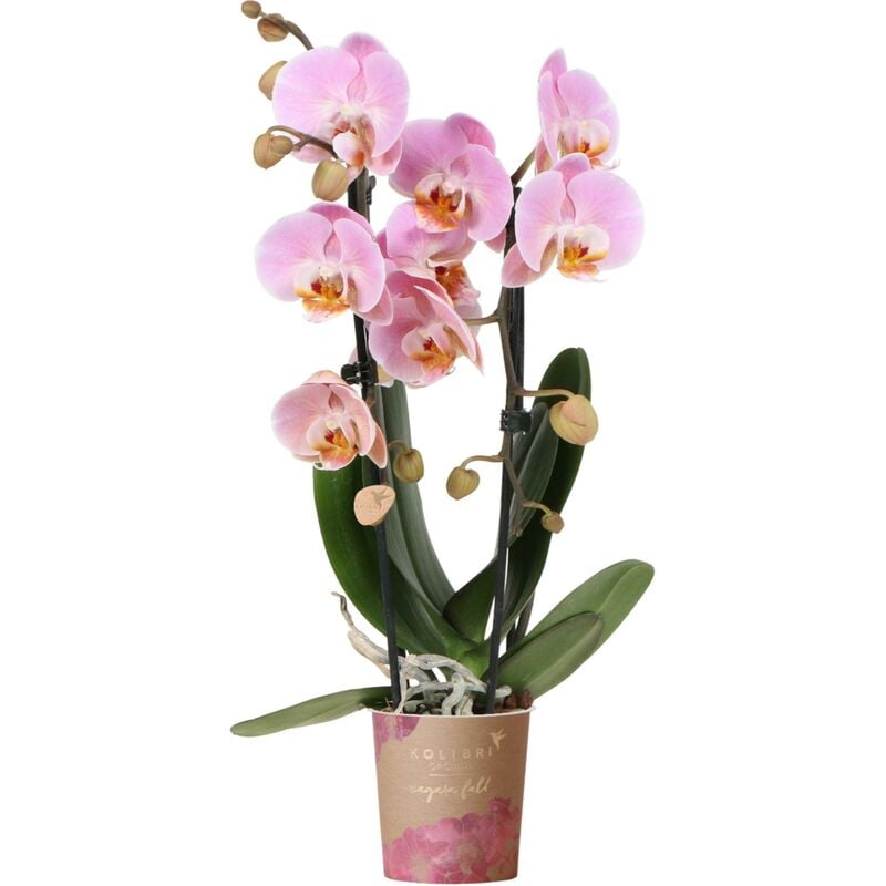 Orchidées colibris - Orchidée Phalaenopsis rose - Chute du Niagara - taille du pot 9cm