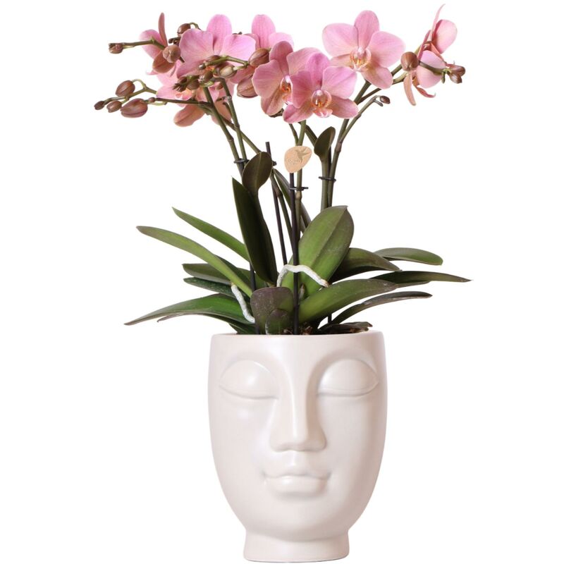 Orchidées colibris - Orchidée phalaenopsis rose en pot blanc face-à-face - taille du pot 12 cm