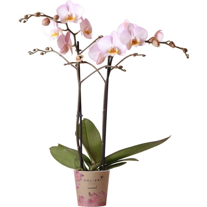 Orchidées colibris - Orchidée Phalaenopsis rose - Kikion - taille du pot 12cm