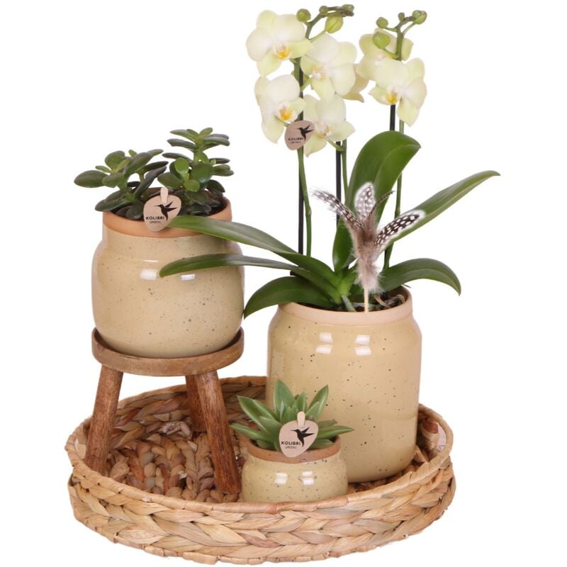 Orchidées Ensemble de plantes vertes avec orchidée phalaenopsis jaune dans des pots vintage décoratifs