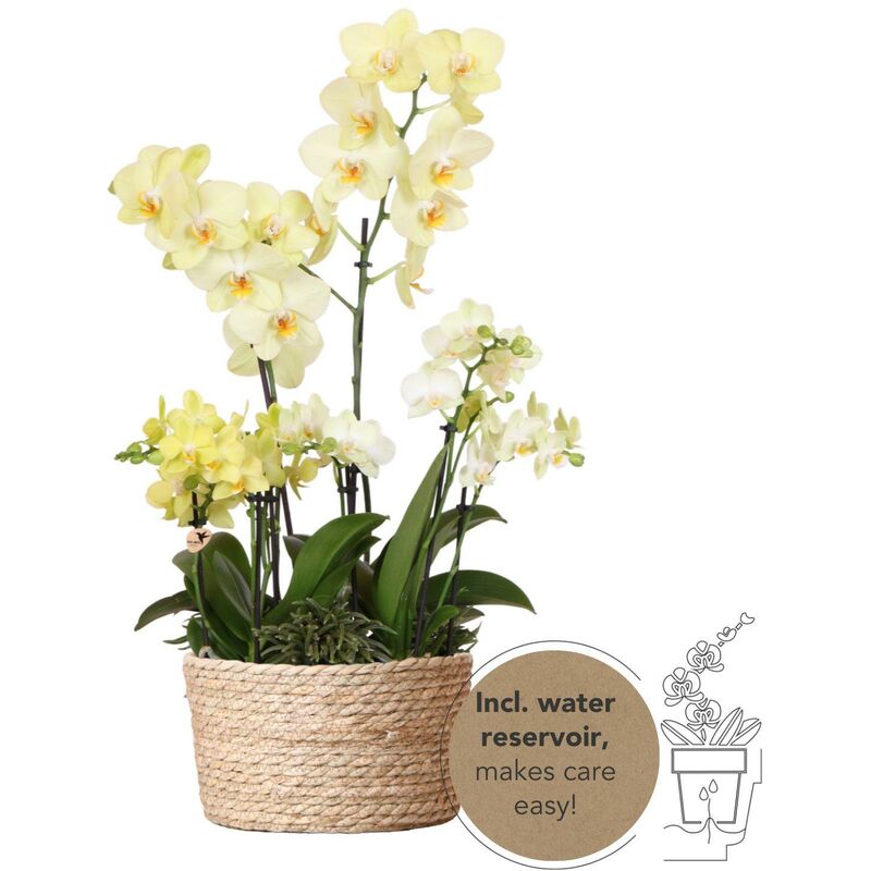 Orchidées plante jaune dans un panier en roseau avec réservoir d'eau - 3 orchidées jaunes + 3 rhipsalis