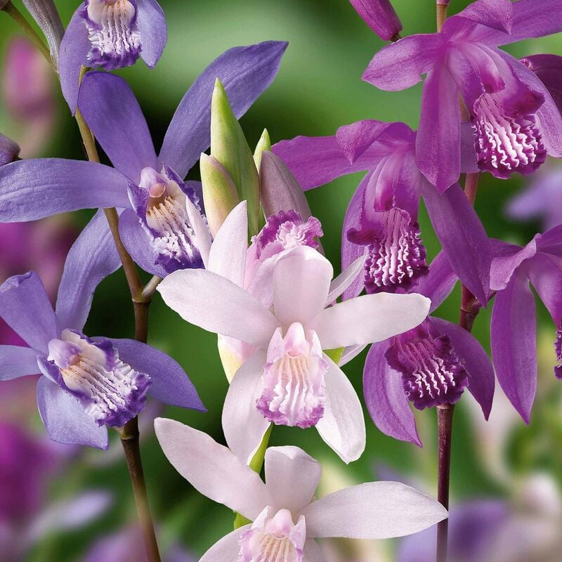 3 Orchidées Jacinthes en mélange - Multicolore