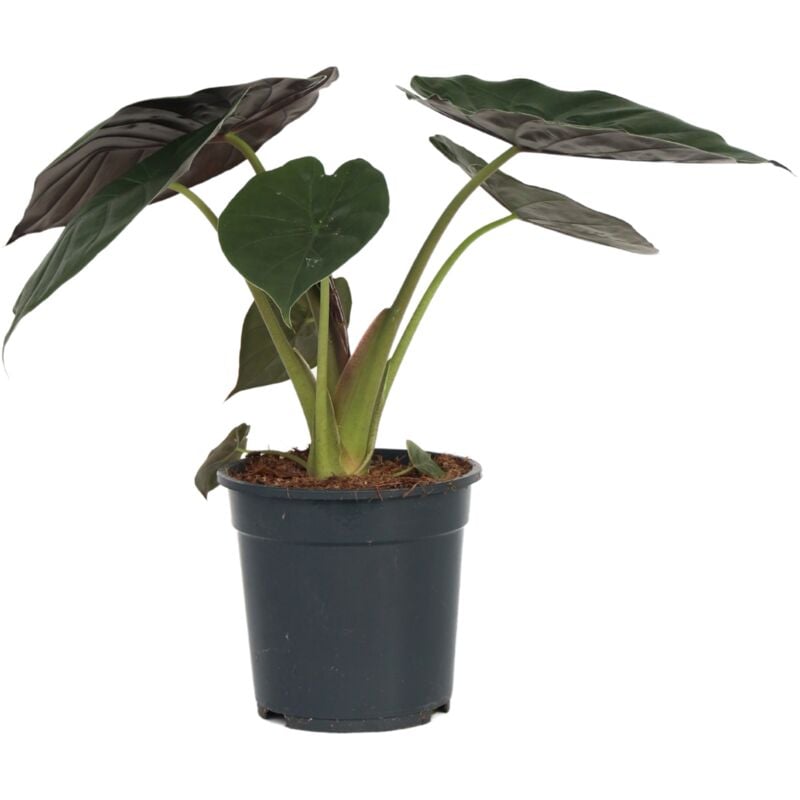 Plant In A Box - Plante éléphant - Alocasia Wentii - Hauteur 70-80cm - ⌀19cm