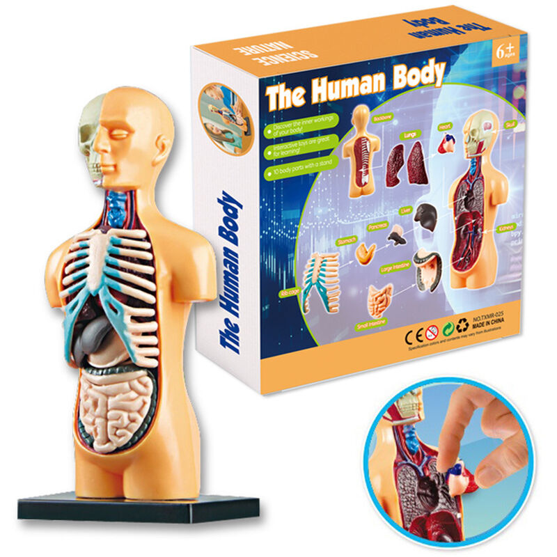 

organos del modelo del cuerpo humano Kit de herramientas de aprendizaje de ensamblaje simple Modelo de anatomia Pantalla STEM Regalo educativo