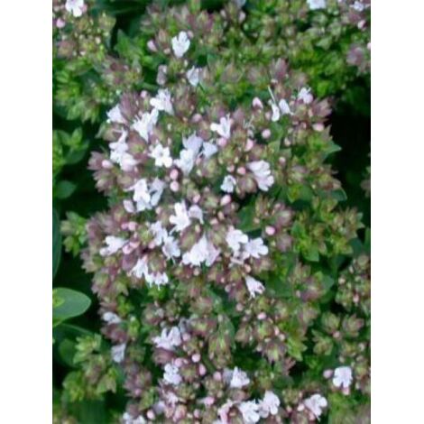 Origan commun 'Compactum' Godet de 8/9 cm
