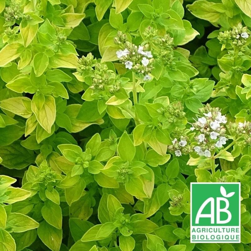 Origan doré BIO/Lot de 9 godets - Rose