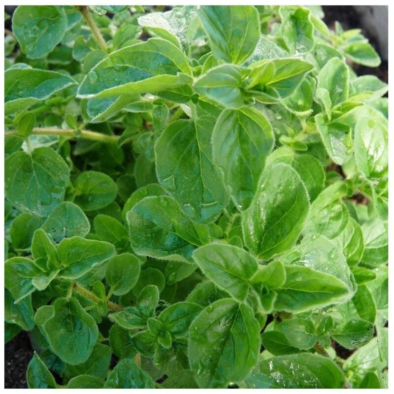 Origan Héraclée/Lot de 9 godets - Rose