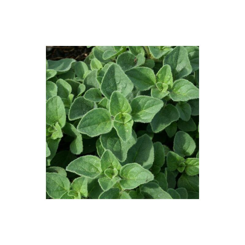 Origan Hot and Spicy | Conditionnement: Lot de 9 godets